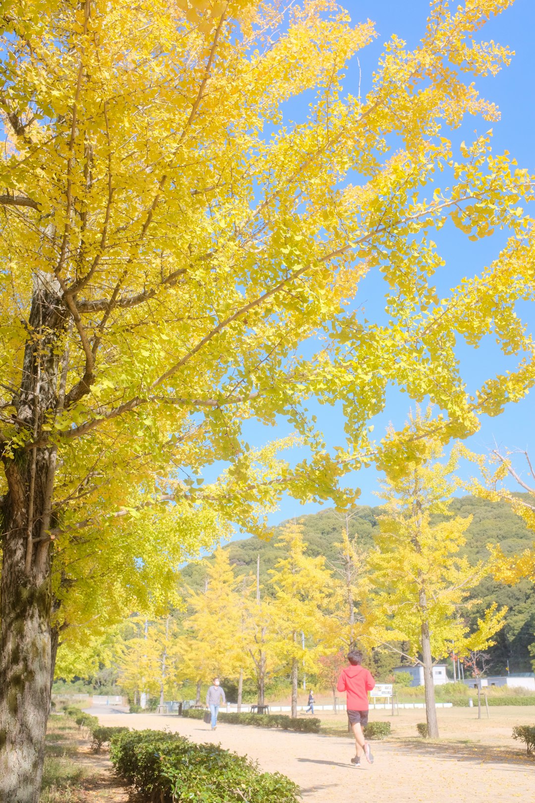 yellow and green trees under blue sky during daytime