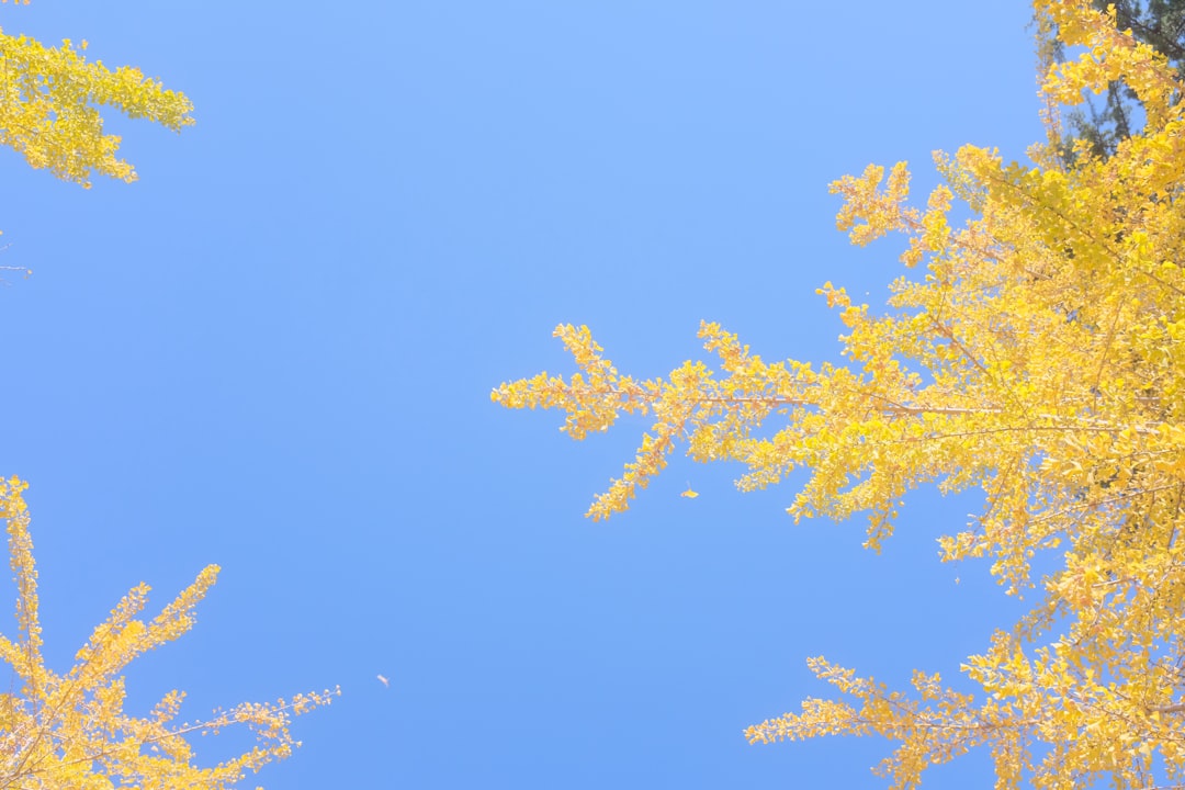 yellow maple tree under blue sky during daytime