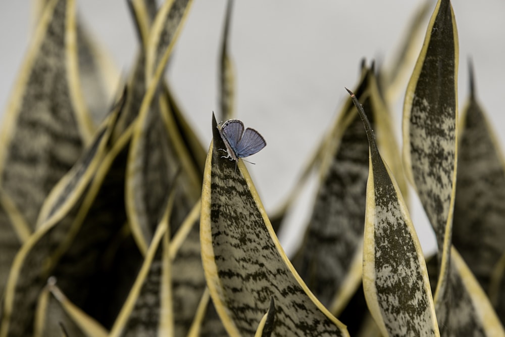 common blue butterfly perched on yellow plant