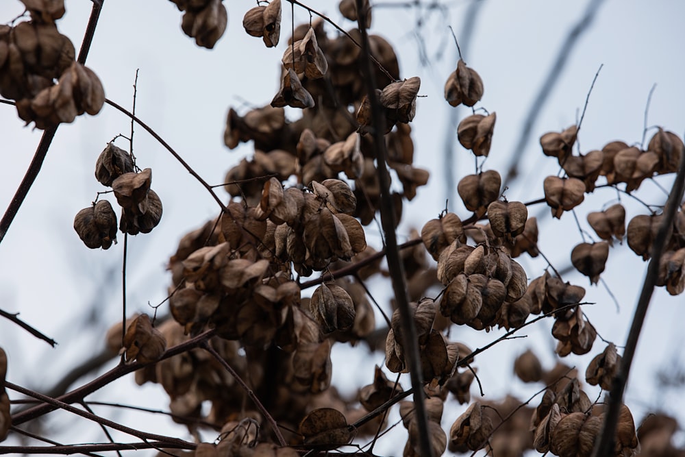 brown dried leaves on brown tree branch during daytime