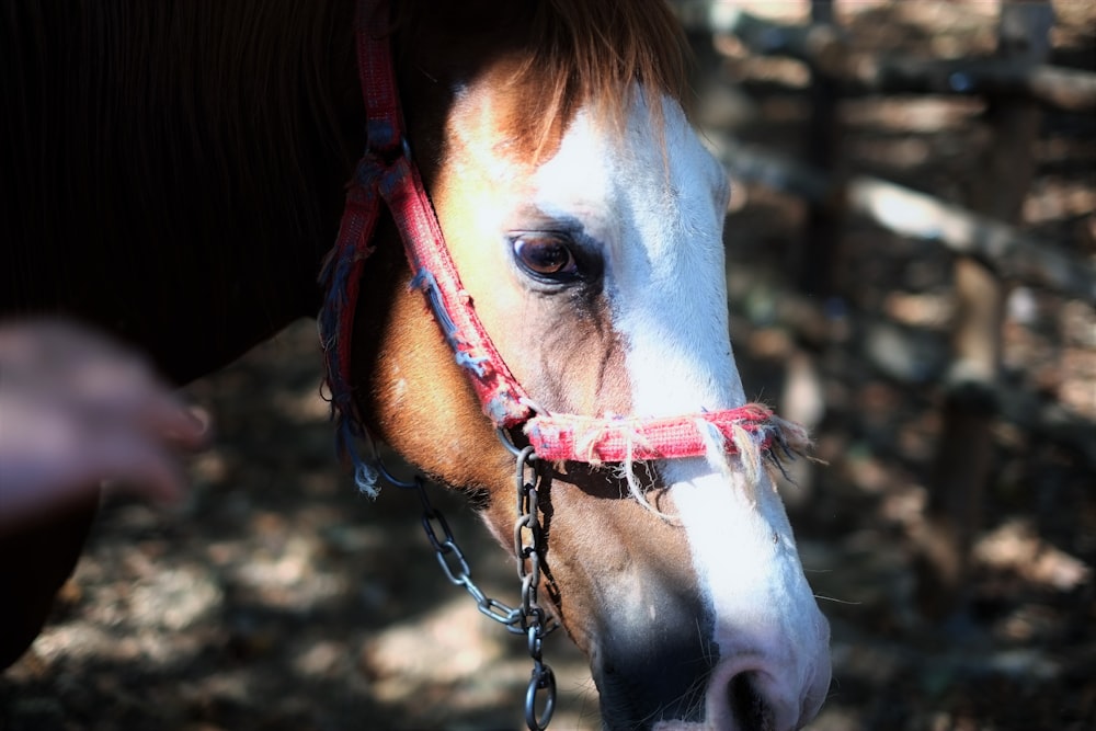 brown and white horse with brown leather strap