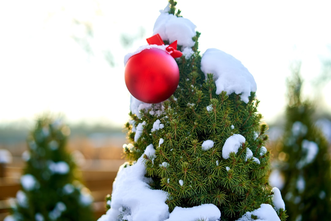 red bauble on green christmas tree covered with snow