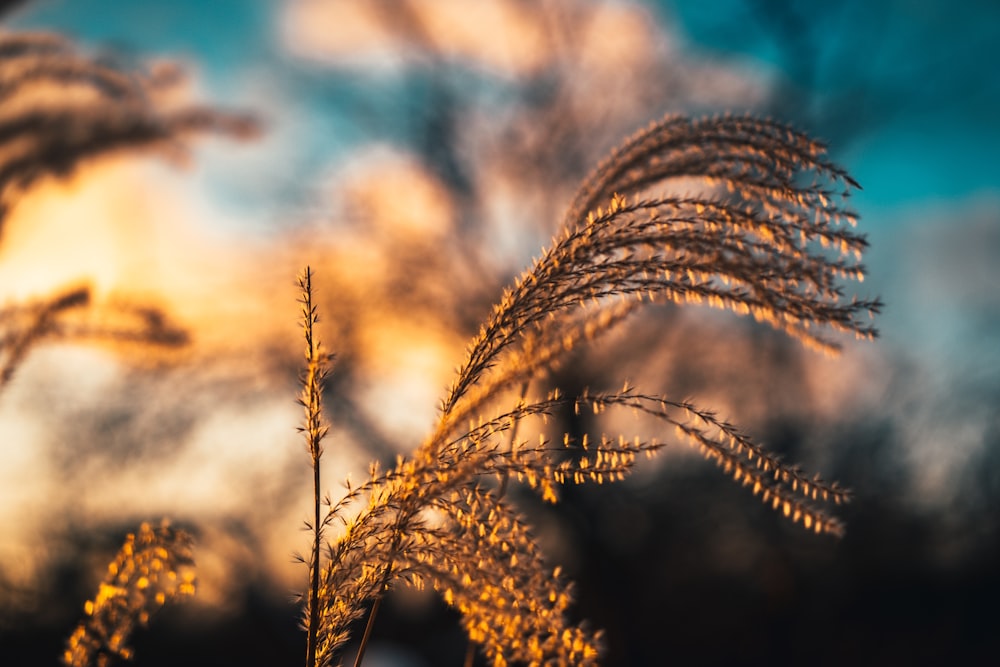 brown wheat in close up photography