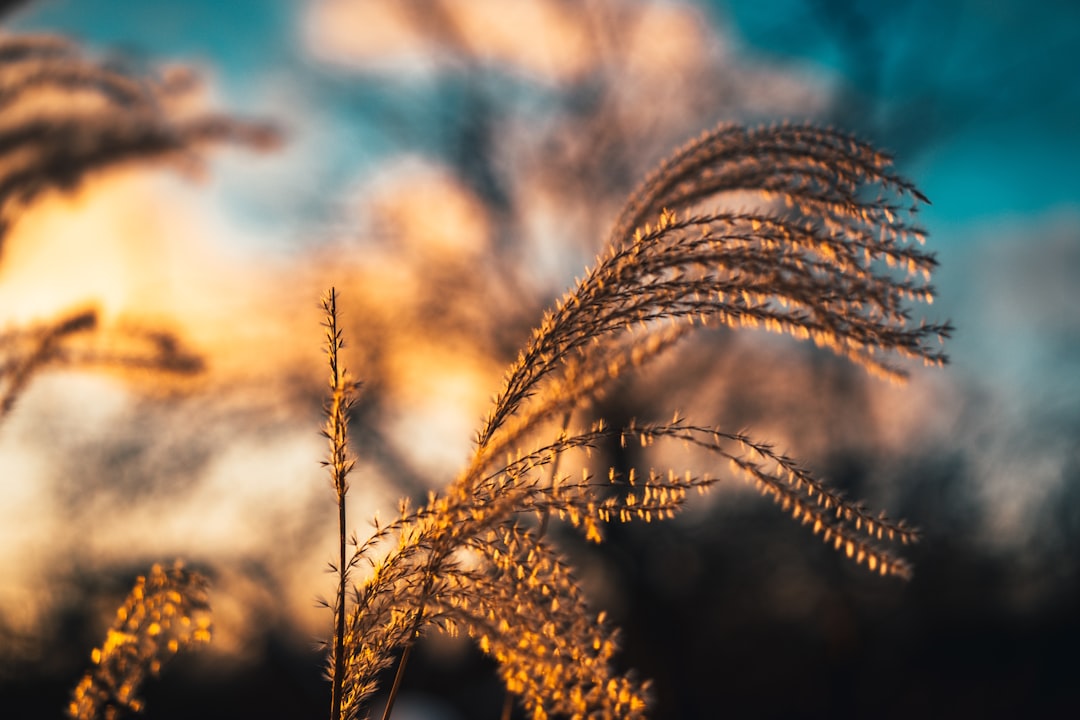 brown wheat in close up photography