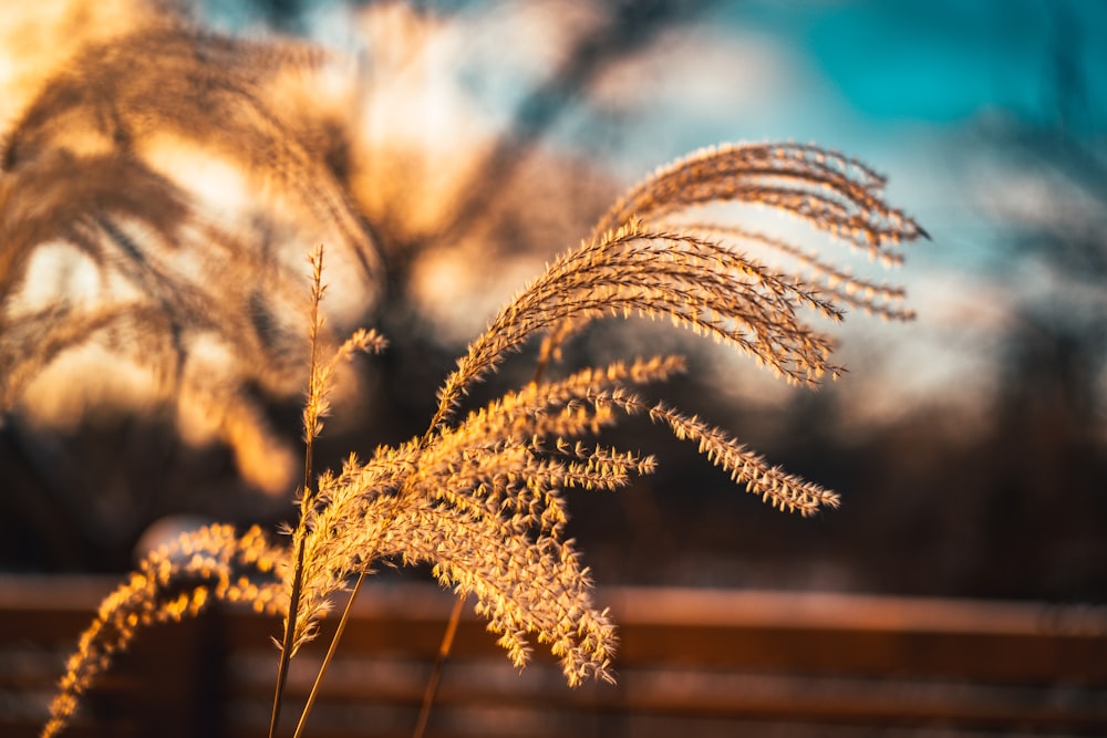 brown plant under blue sky during daytime