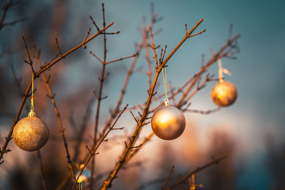 gold baubles on brown tree branch