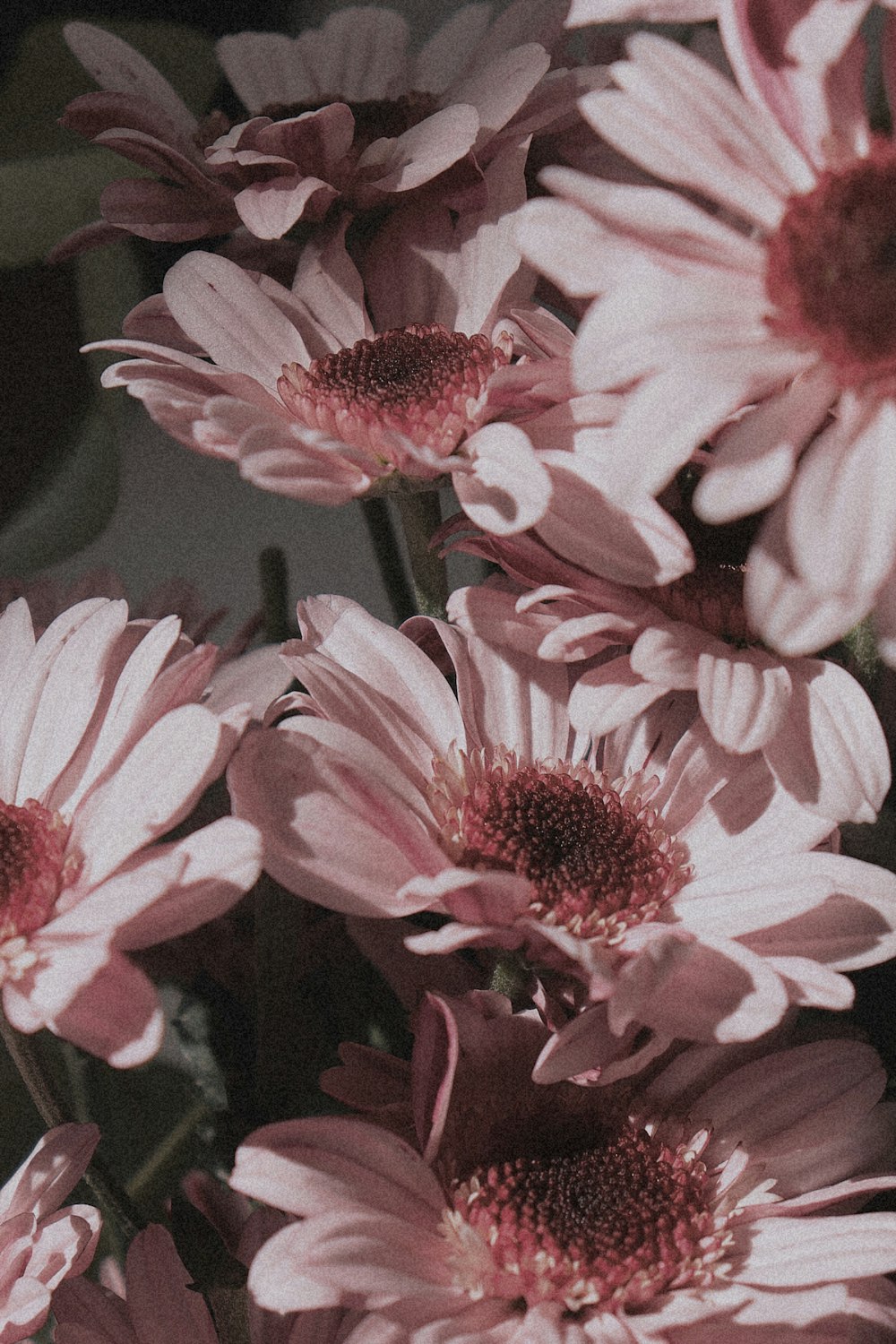 pink flowers in macro shot