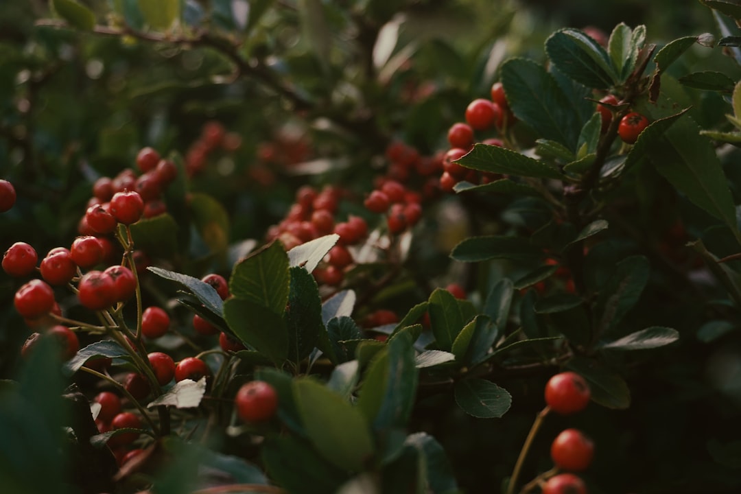 red round fruits on green leaves