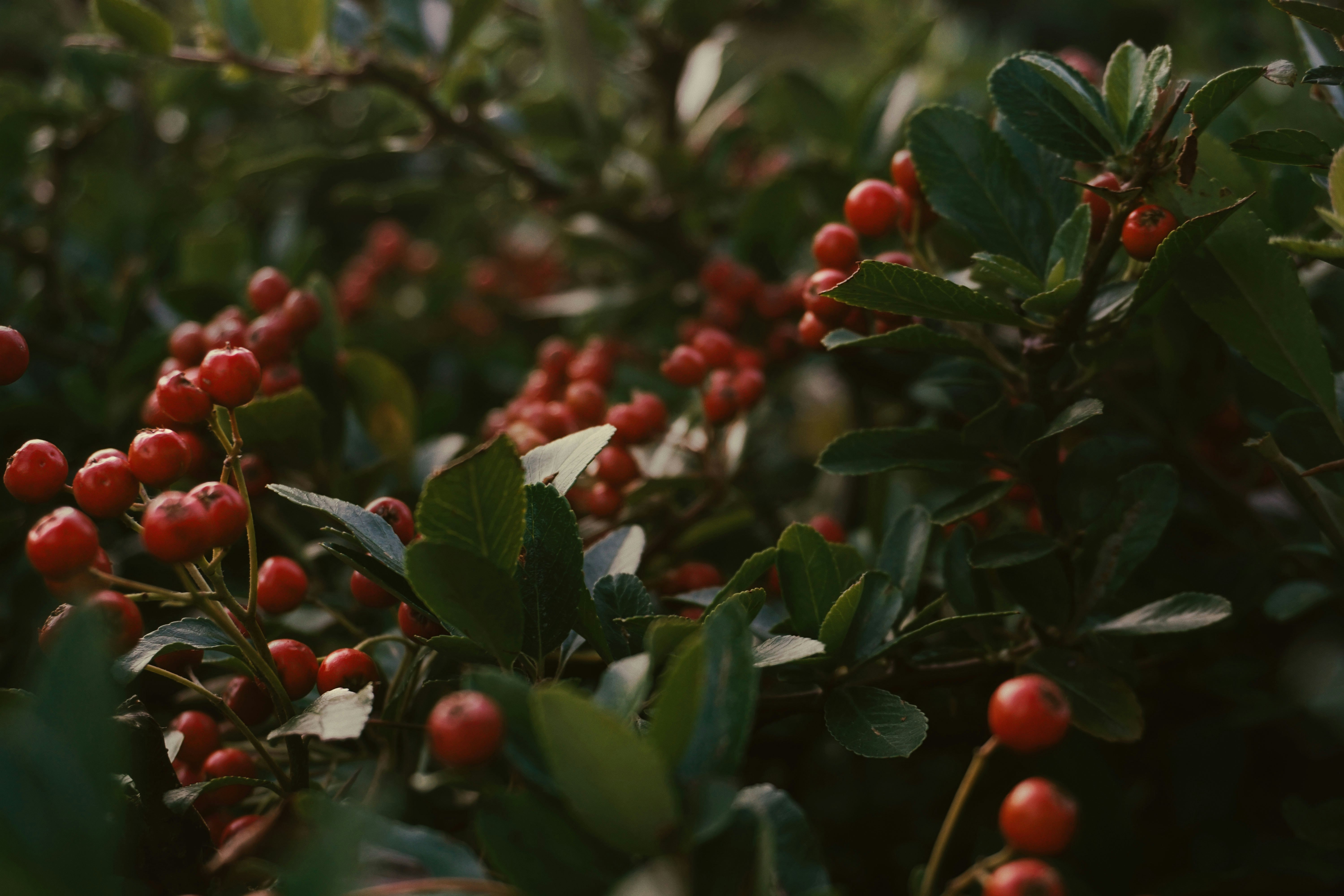 red round fruits on green leaves