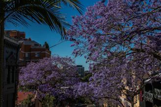 Colorful colonial buildings along an avenue shaded by blossoming jacaranda trees in Maputo.