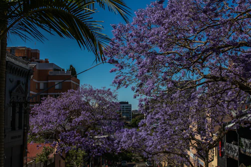 Colorful colonial buildings along an avenue shaded by blossoming jacaranda trees in Maputo.