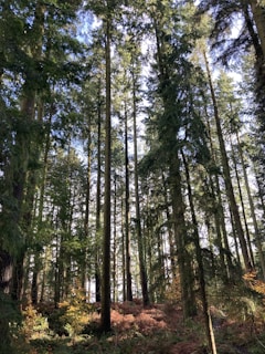 Tall trees with slender trunks rise towards the sky, surrounded by dense green foliage. Sunlight filters through the canopy, casting dappled shadows on the forest floor covered in ferns and fallen leaves. The scene is tranquil and lush, with a vibrant mix of greens and browns.