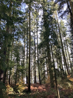 Tall trees with slender trunks rise towards the sky, surrounded by dense green foliage. Sunlight filters through the canopy, casting dappled shadows on the forest floor covered in ferns and fallen leaves. The scene is tranquil and lush, with a vibrant mix of greens and browns.