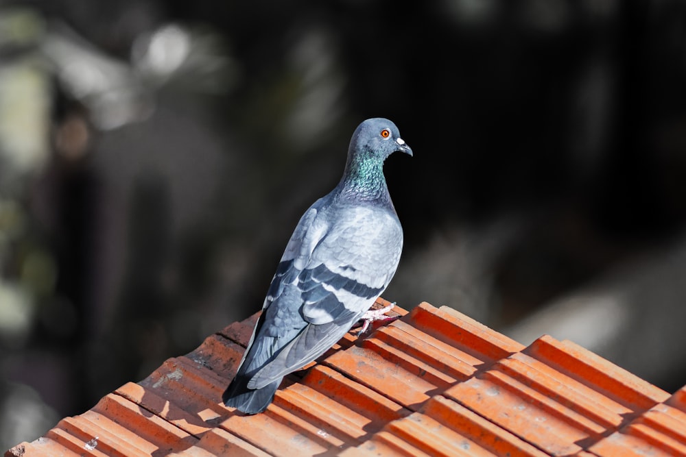 blue and white bird on roof
