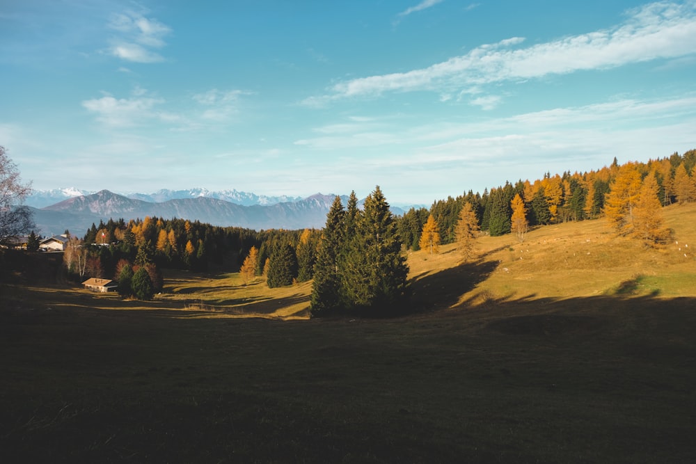 green trees on brown field under blue sky during daytime