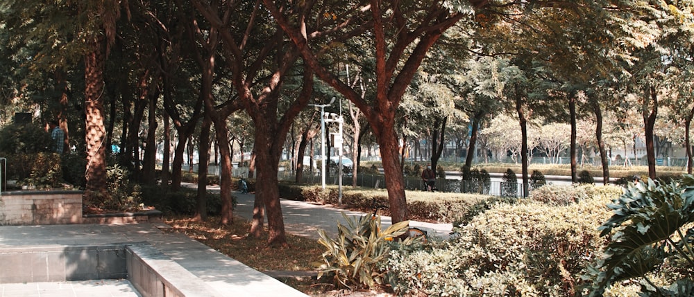 brown trees on gray concrete pathway