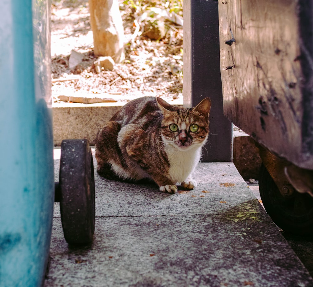 white and brown cat sitting on blue wooden fence