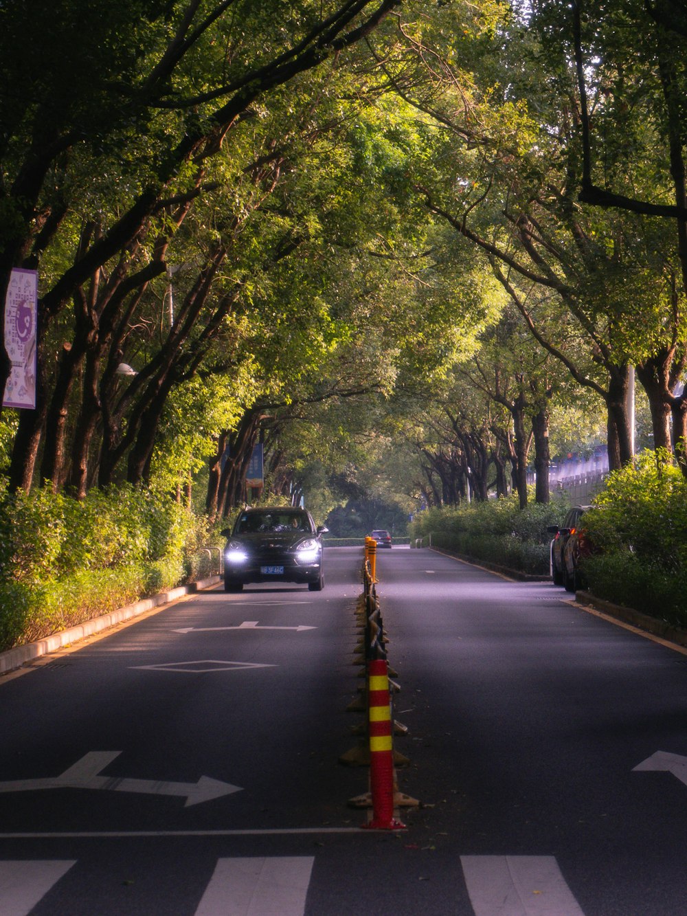 black car on road between trees during daytime