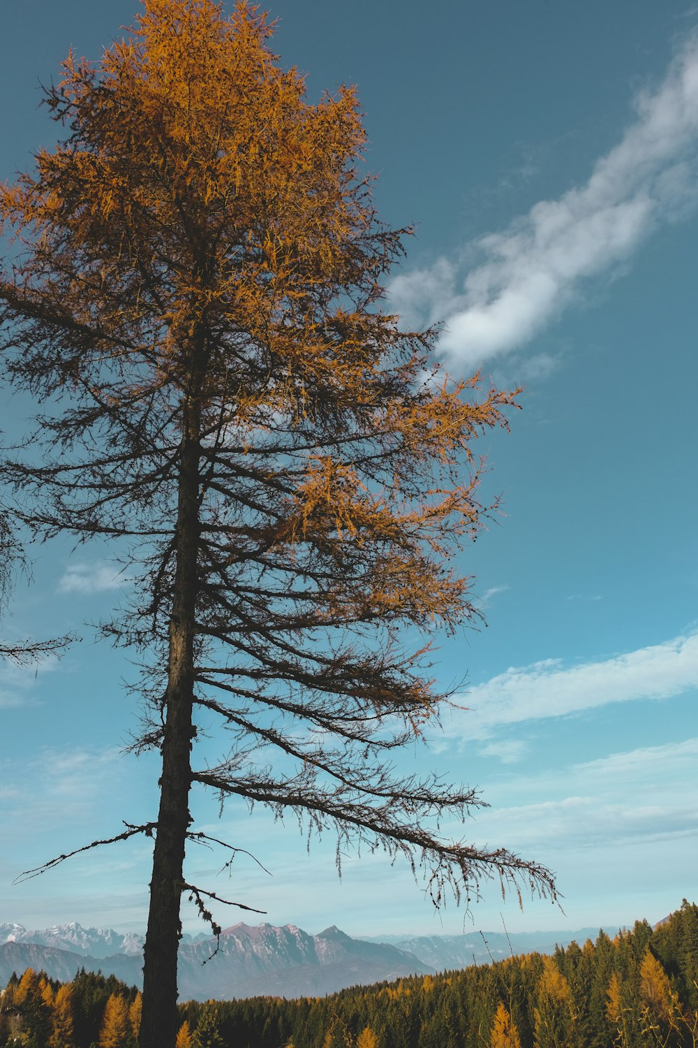 brown tree under blue sky during daytime