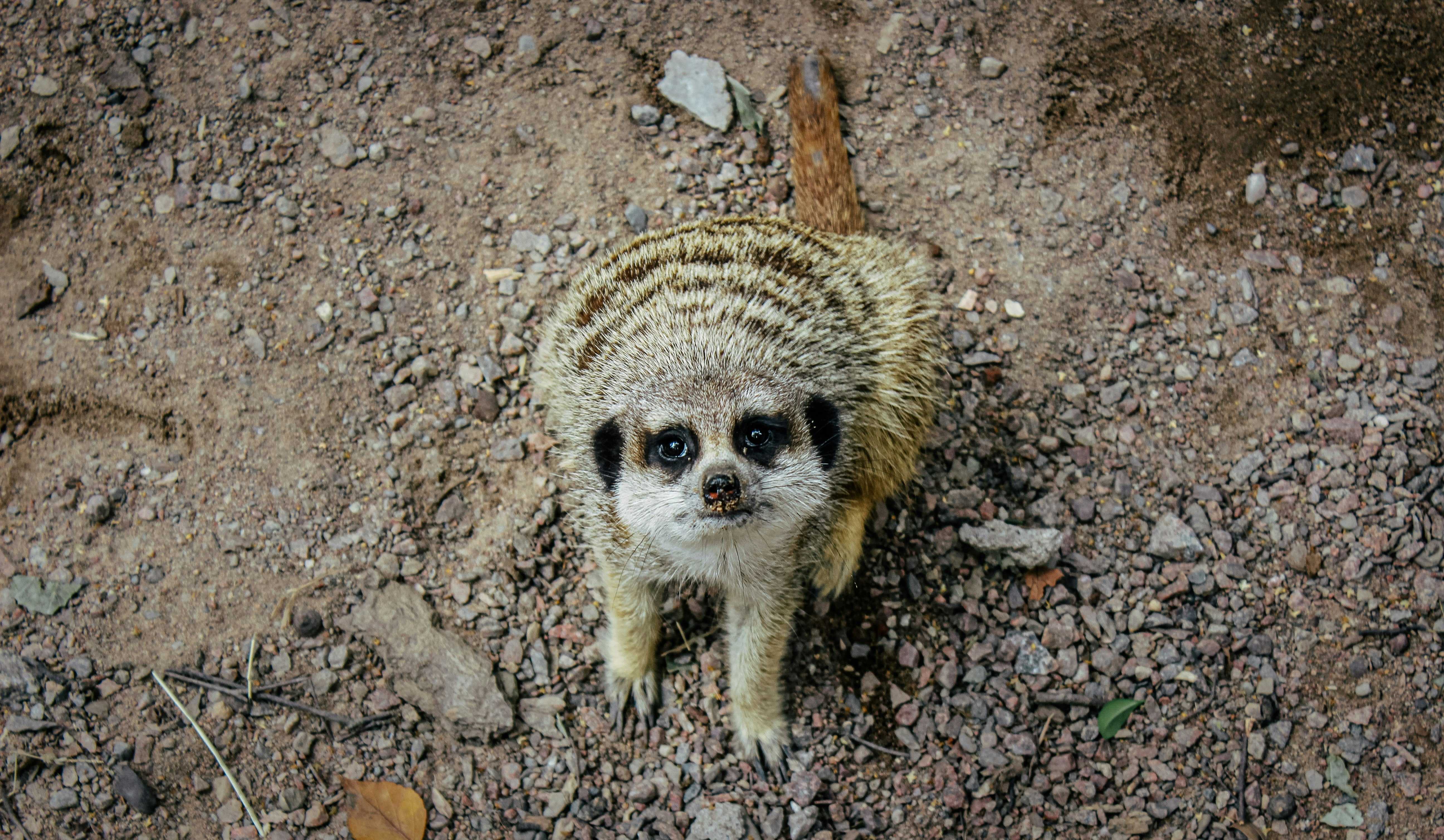 brown and white animal on brown soil