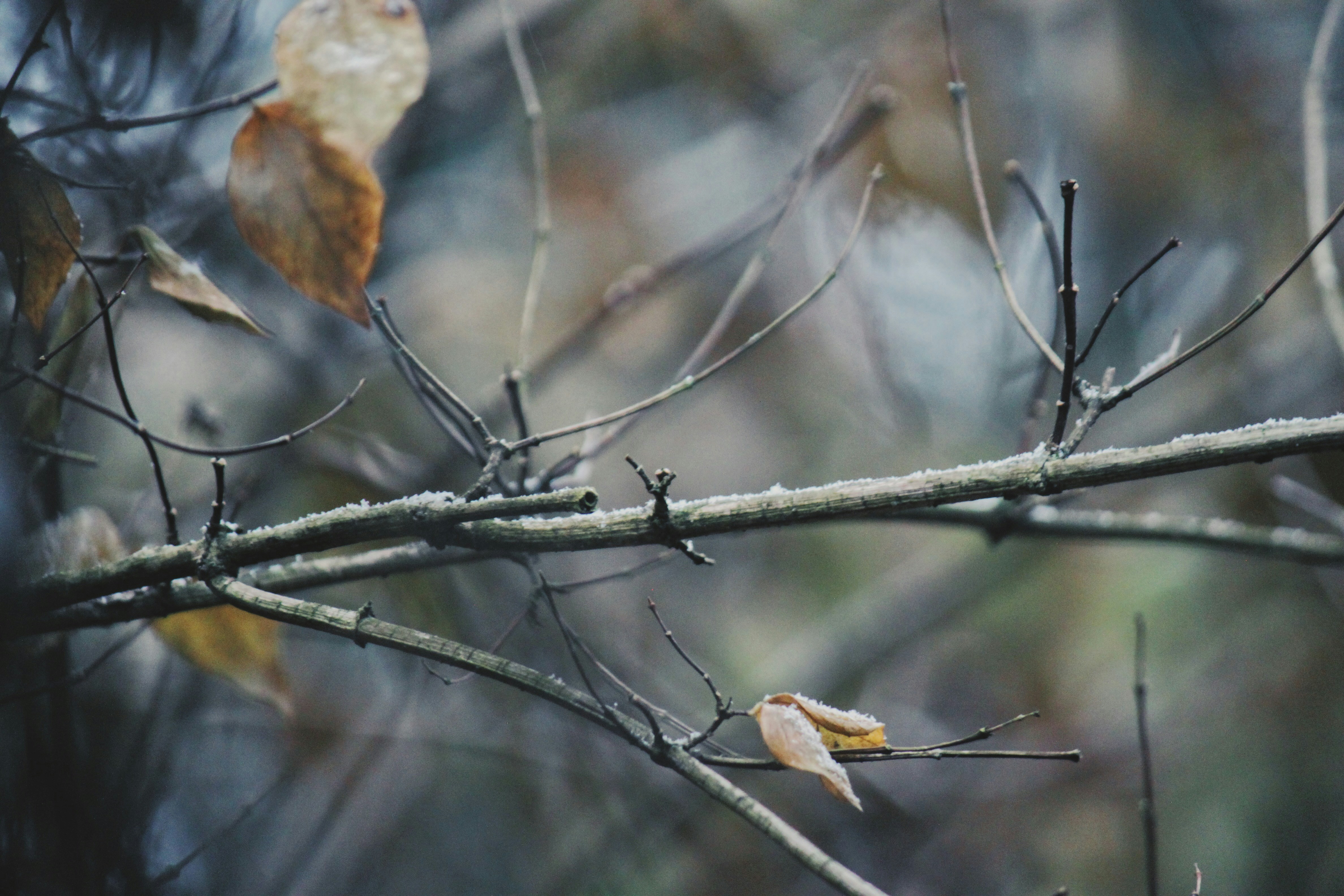 Photo by sesambrotchen