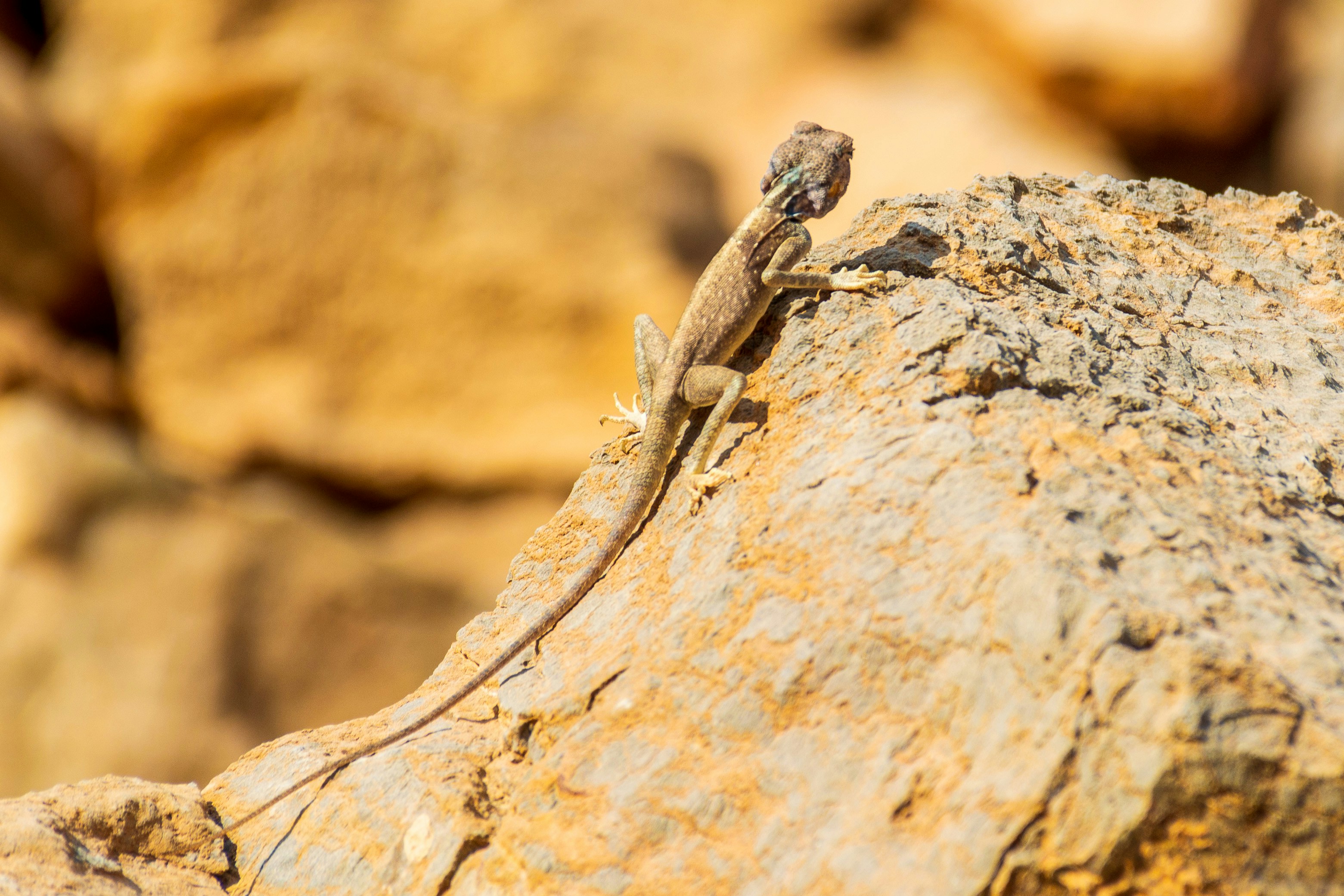 brown lizard on brown rock