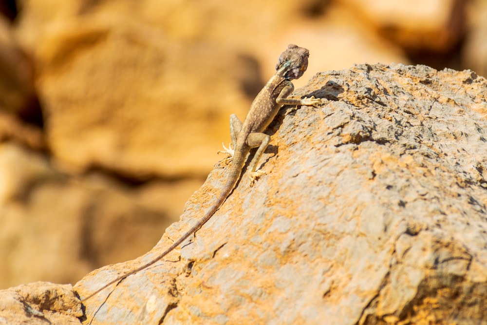 brown lizard on brown rock