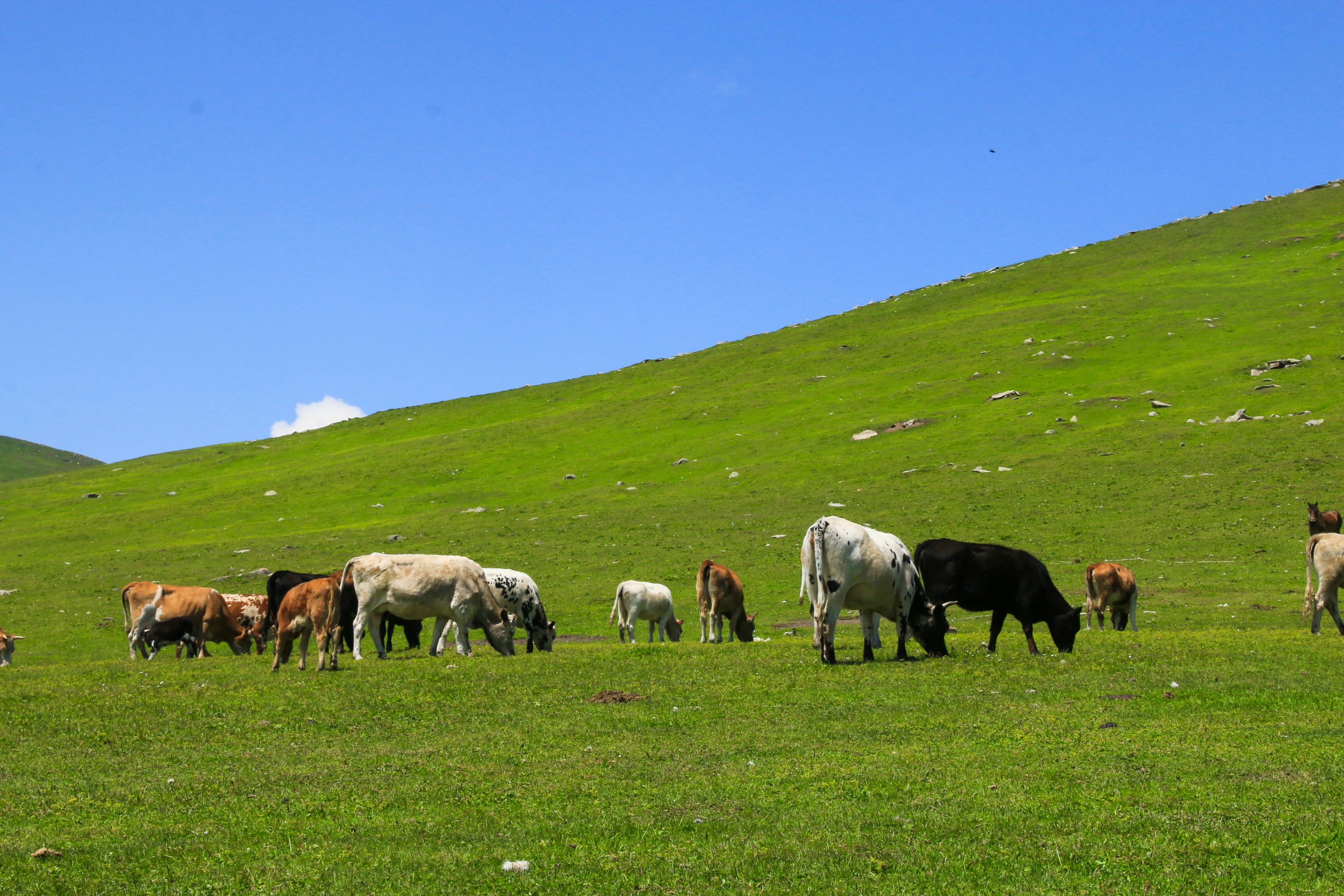 How Holistic Planned Grazing Works in 60 Seconds