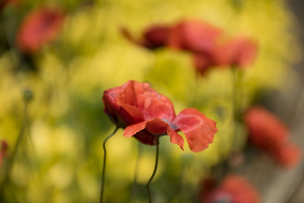 red flower in tilt shift lens