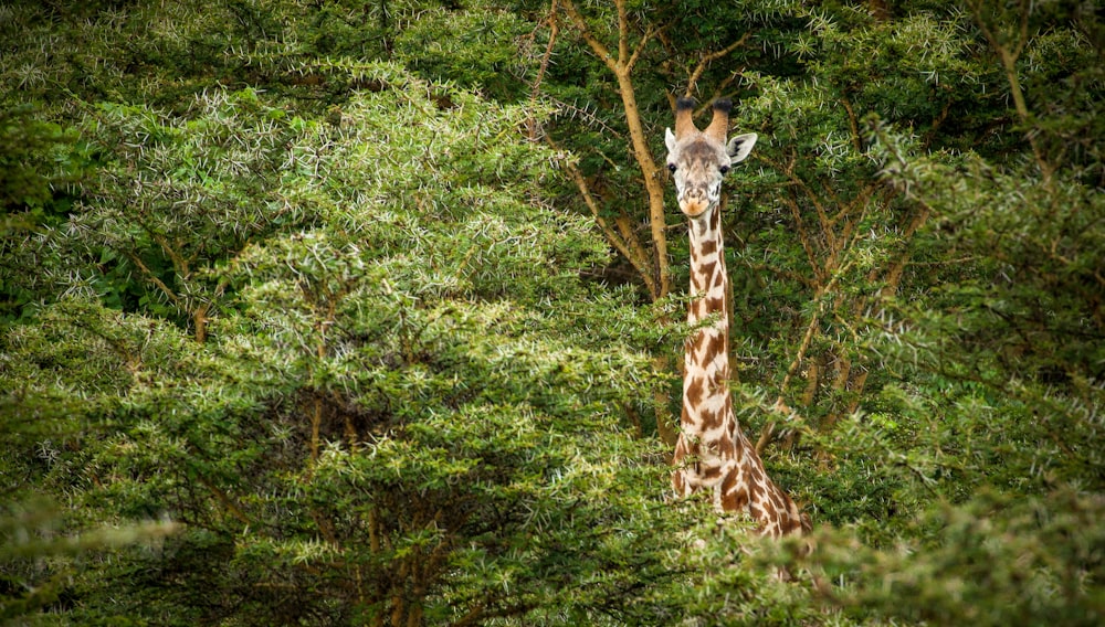 giraffe eating green grass during daytime