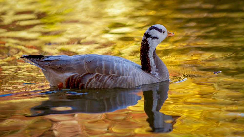 white and black duck on water during daytime