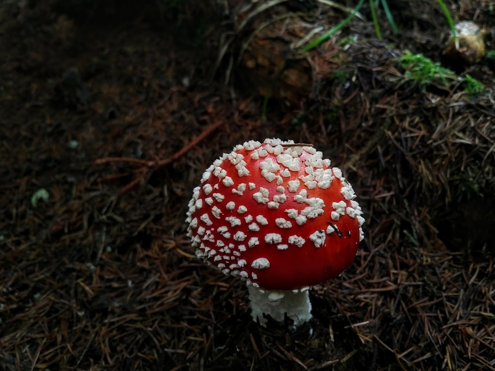 바닥에 빨간색과 흰색 버섯