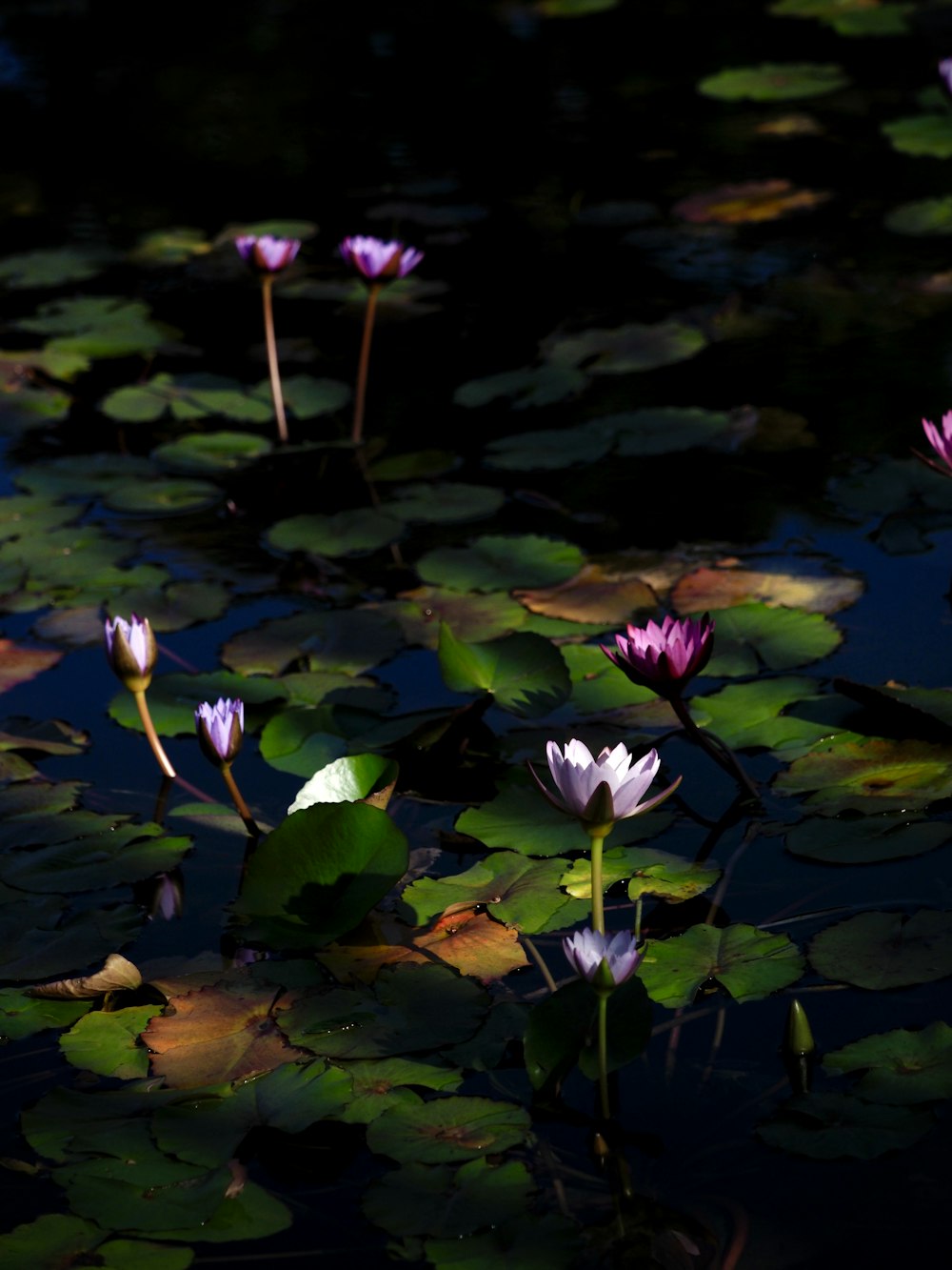 purple lotus flower in bloom