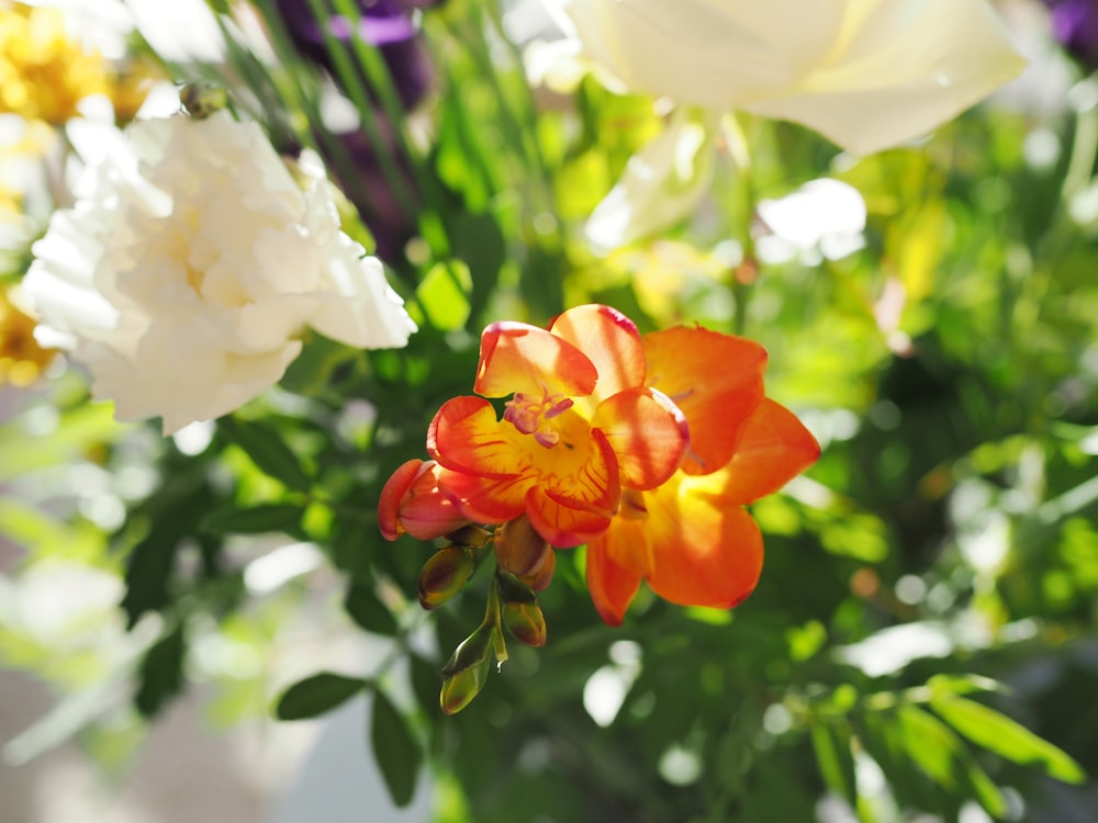 red and white flowers with green leaves