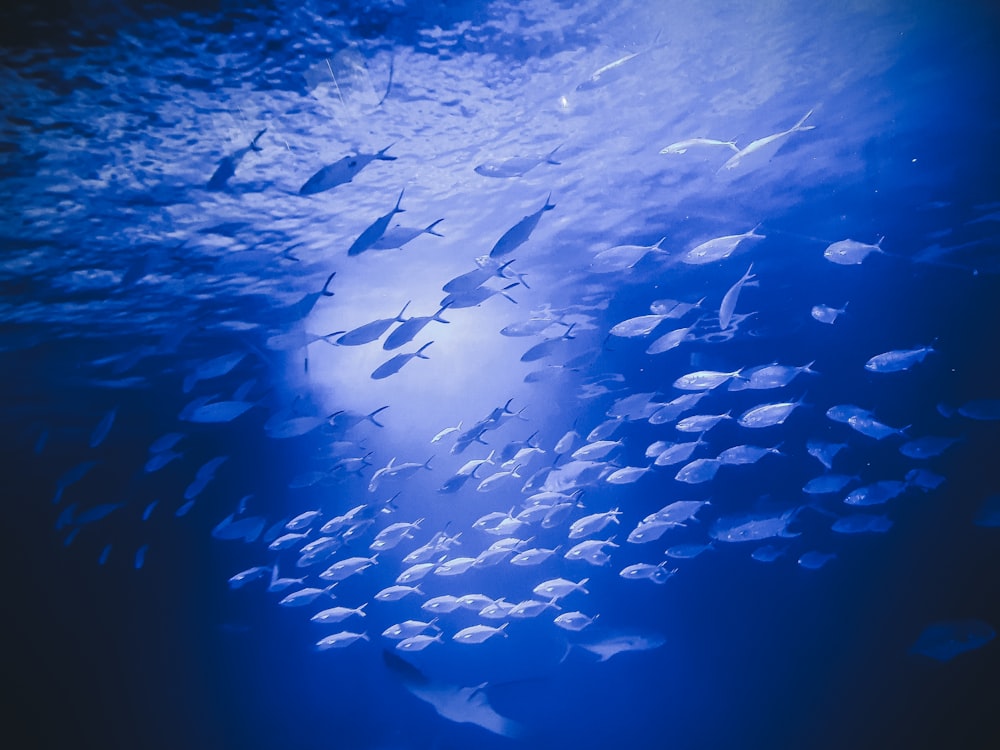 school of fish in water