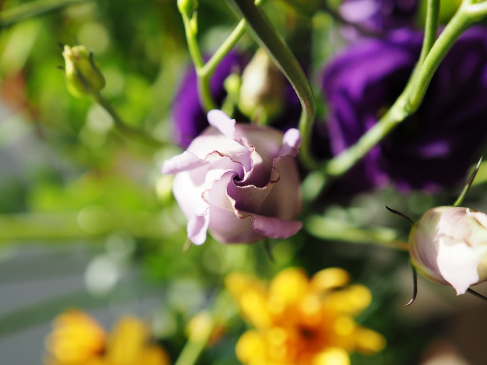 purple flower in tilt shift lens