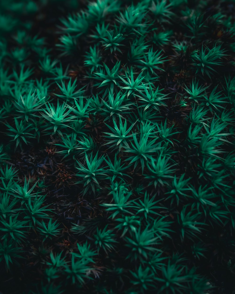 green leaves in close up photography