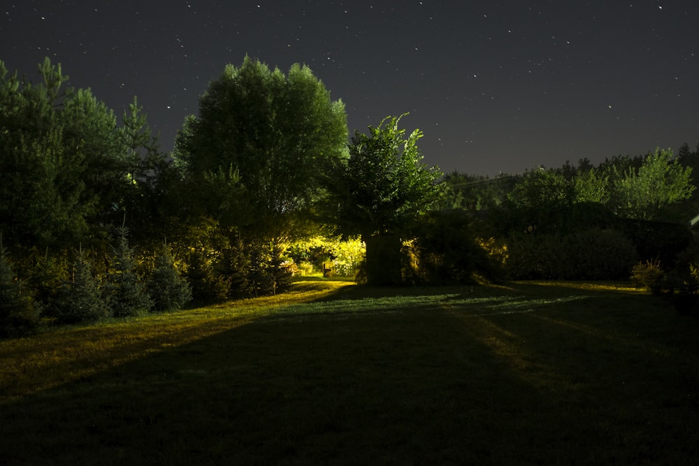 árboles verdes bajo el cielo azul durante la noche