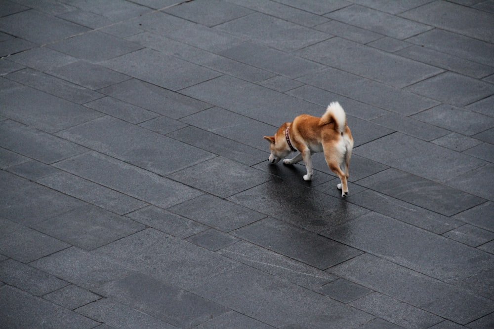 brown and white short coated dog on gray concrete floor