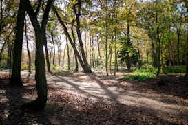 A serene forest scene with sunlight filtering through a canopy of trees onto a leaf-strewn path. The trees are tall and slender, creating intricate patterns of light and shadow on the ground. The leaves are a mix of green and autumnal hues, adding warmth to the setting.