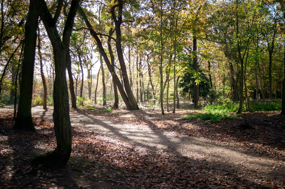 arbres verts sur feuilles brunes pendant la journée