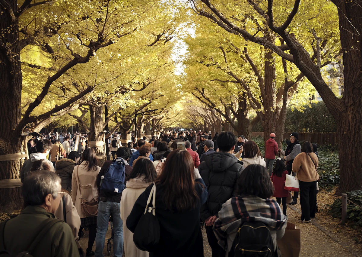 Visitors standing under brilliant gold ginkgo trees at Meiji Jingu Gaien in Tokyo during peak autumn