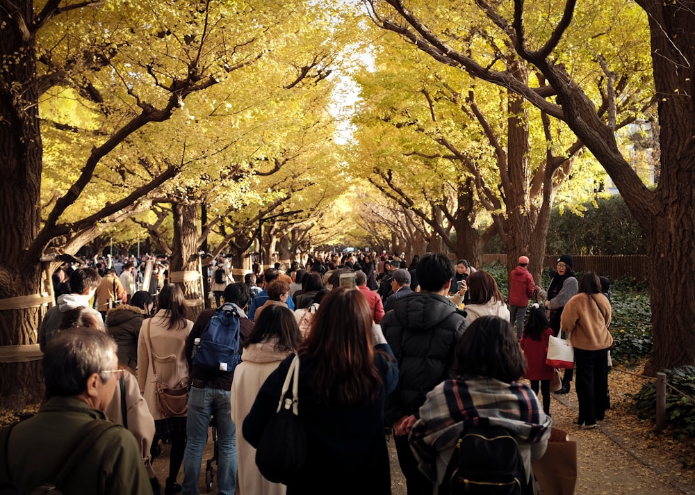people standing under yellow leaf tree during daytime