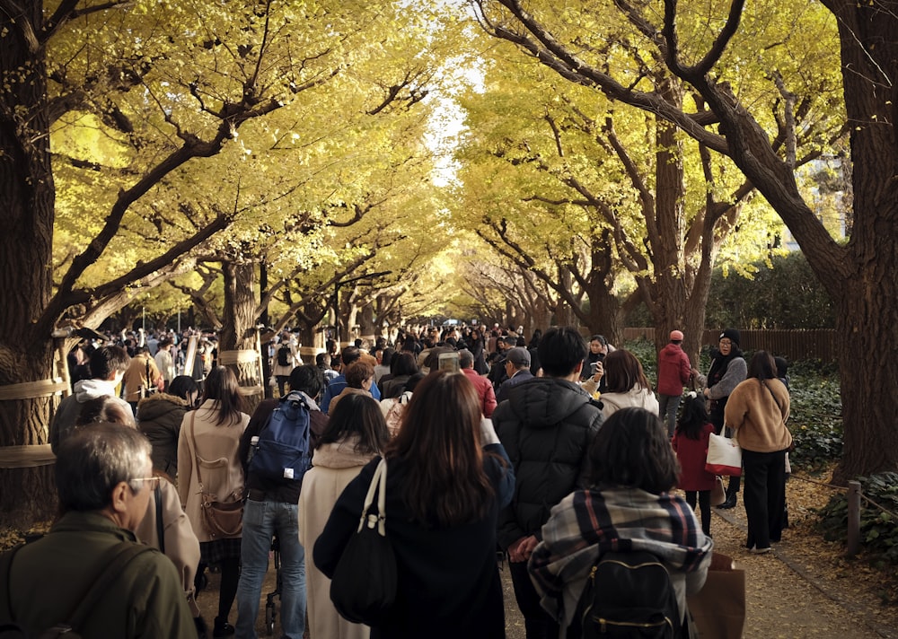 people standing under yellow leaf tree during daytime