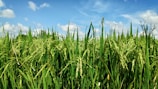A vibrant field of rice plants swaying under a clear blue sky.