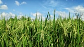 Field of rice with machinery working under a clear sky.