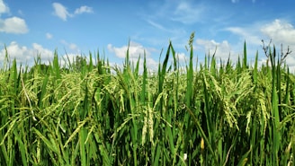 A rustic rice processing facility surrounded by green fields under a clear sky.