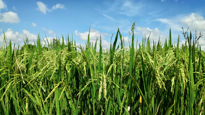 Animated depiction of natural paddy and wheat fields growing under blue sky.
