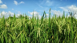 Field of rice with machinery working under a clear sky.