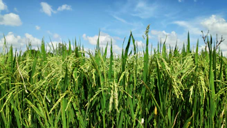 A lush green Indian farm with ripe rice paddies under a clear blue sky.